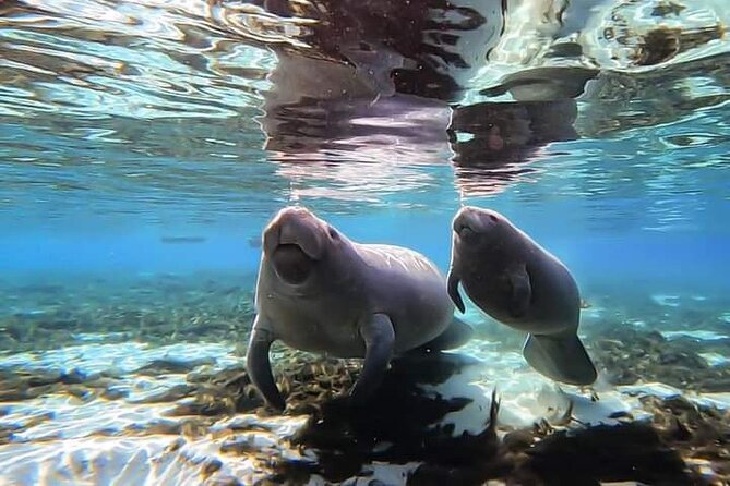 Manatee Kayak Encounter - Chassahowitzka River and Wildlife Refuge
