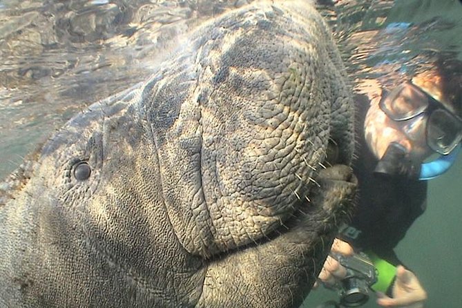 Manatee Snorkel Tour From American Pro Diving Center - Positive Experiences and Recommendations