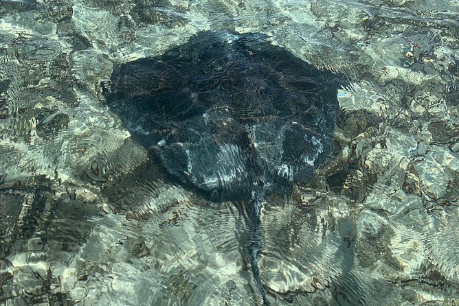 Mangrove & Iguana Clear Kayak Tour - Turtle and Wildlife Sightings, and Praise for Tour Guides