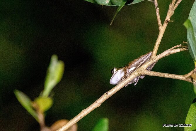Mangrove Nocturnal Wildlife - Guided Tours for Observing Mangrove Nocturnal Wildlife