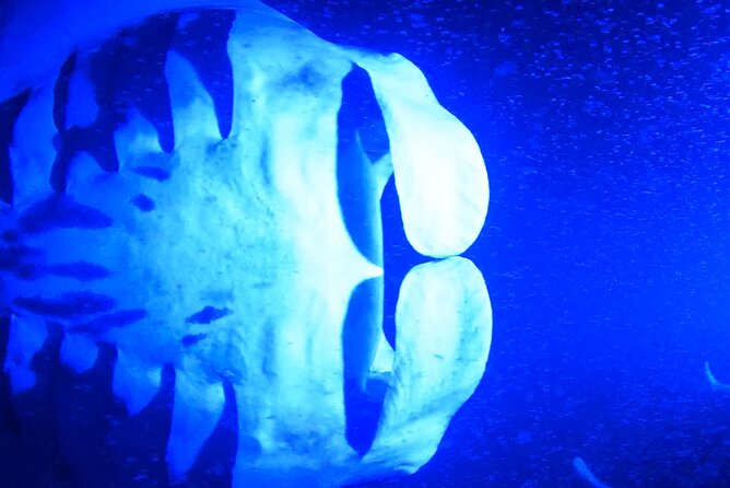 Manta Ray Night Snorkeling Adventure in Kailua-Kona - Policies and Information
