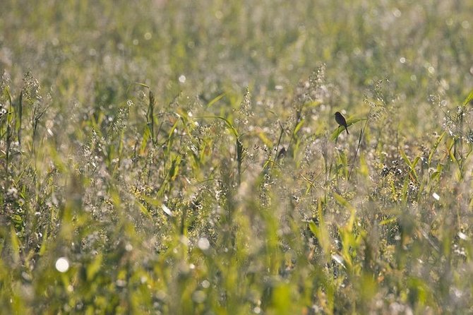 Marais De Sionnet: Private Bird Watching and Photography Trip  - Switzerland - Directions to Marais De Sionnet