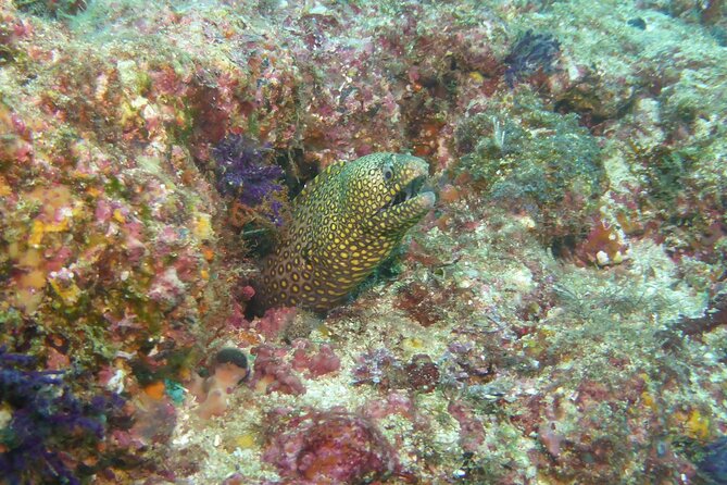 Marietas Islands National Park Excursion for Certified Divers - Important Reminders