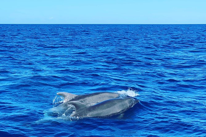 Martinique Half-Day Small-Group Dolphin Watching Tour - Safety Guidelines