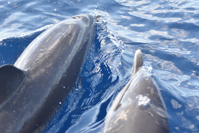 Martinique Small-Group Half-Day Dolphin Watching Tour - Directions