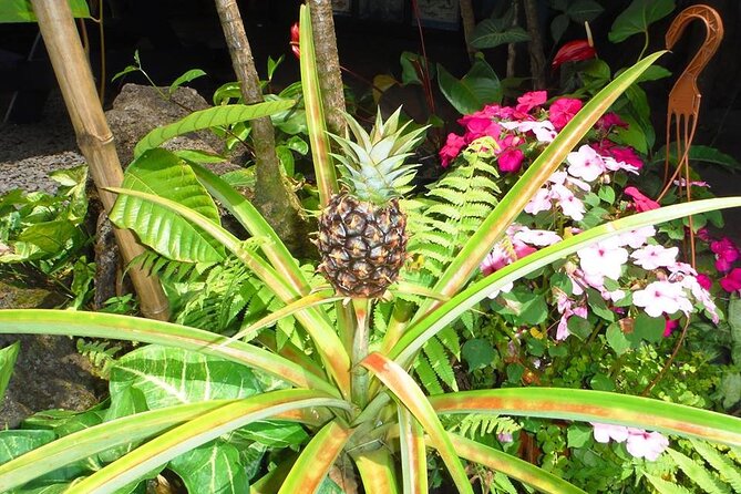 Maui Island Private Day Tour - Helpful Reviews