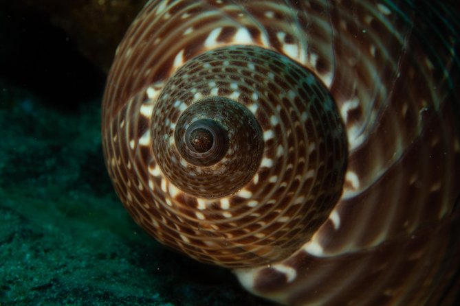 Maui Night Certified Scuba Diving Tour From Lahaina - The Sum Up