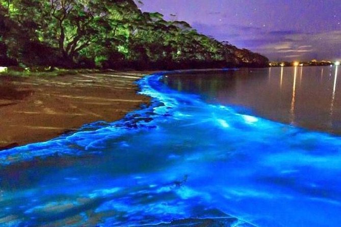 Mesmerizing Luminous Lagoon (Glistening Waters) Night Tour - Good To Know