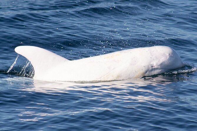 Monterey Whale Watching Tour - The Sum Up