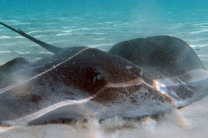 Moorea Lagoon Tour by Transparent Kayak - Sunset Kayak Tour