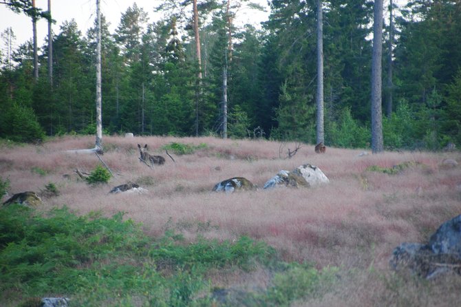 Moose Safari in the Wild Sweden Tiveden - Cancellation Policy and Reviews
