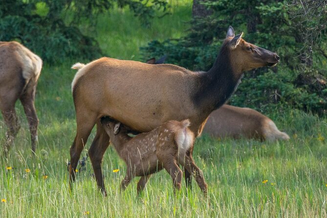 Morning Jasper National Park Wildlife Tour - Directions