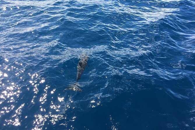 Morning Reef Snorkel - The Sum Up