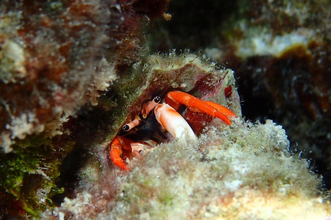 Morning Snorkeling Shared Boat Tour in Bora Bora - Common Questions