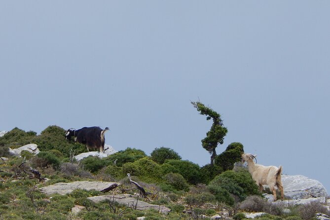 Naxos: Hike to the Top of the Cyclades - Mount Zas - Tips for a Successful Hike