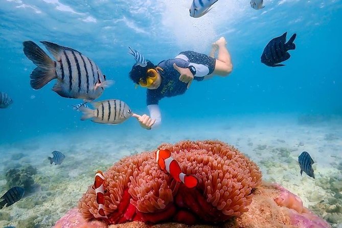 Nemo Island Experience With Drone Photos and Lunch - Tips for Exploring Nemo Island