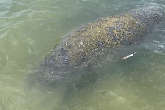 New Smyrna Dolphin and Manatee Adventure Tour - Directions