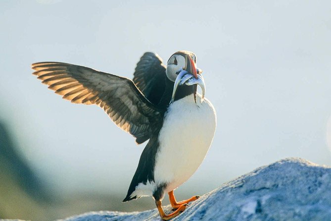 Newfoundland Puffin and Whale Watch Cruise - Common Questions