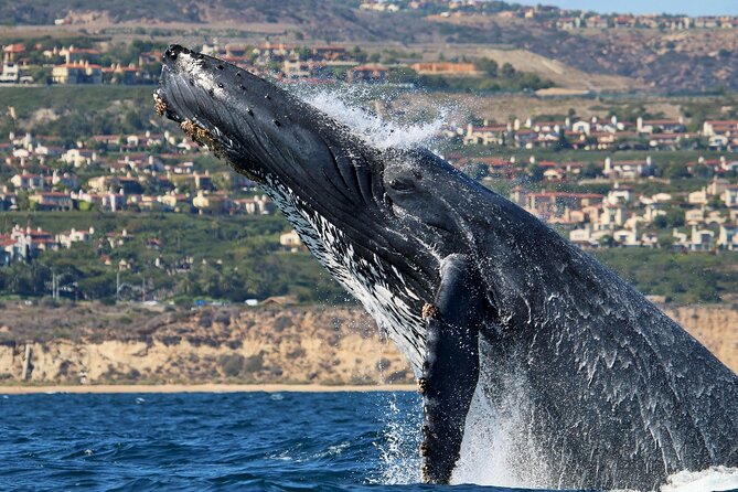 Newport Beach Whale and Dolphin Watching Cruise - Wildlife-Watching Cruise Details