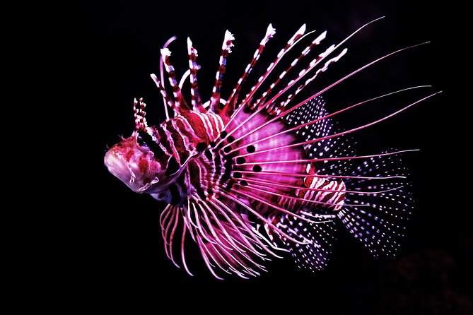 Night at the Aquarium Tour & 2 Course Dinner - How to Book