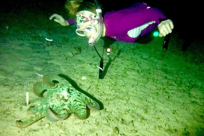 Night Snorkeling - Observation of Octopus and Other Species - Physical Fitness Level Recommendation