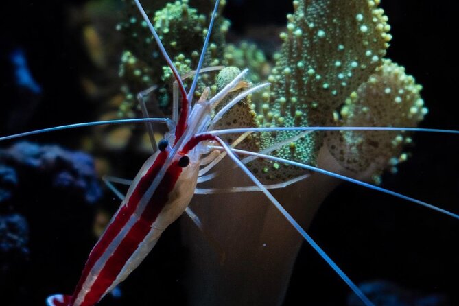 Night-Time Snorkel at Turtletown With Stars, Lights, and Photos - Weather Dependence and Refunds