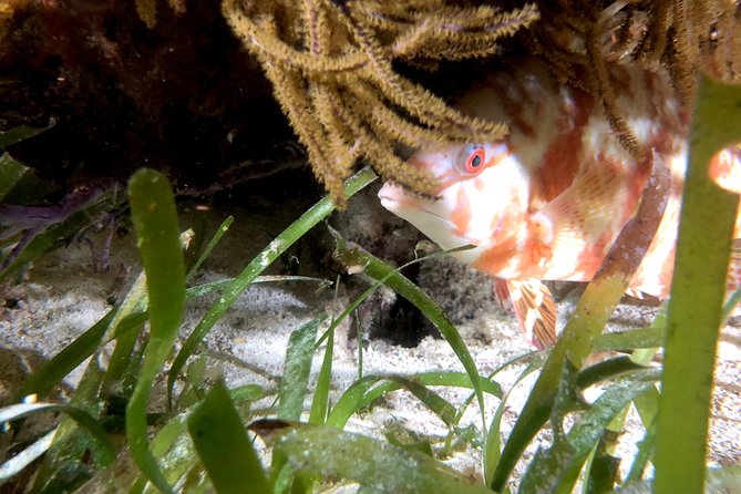 No Experience Required to Discover Scuba in Florida - Common Questions