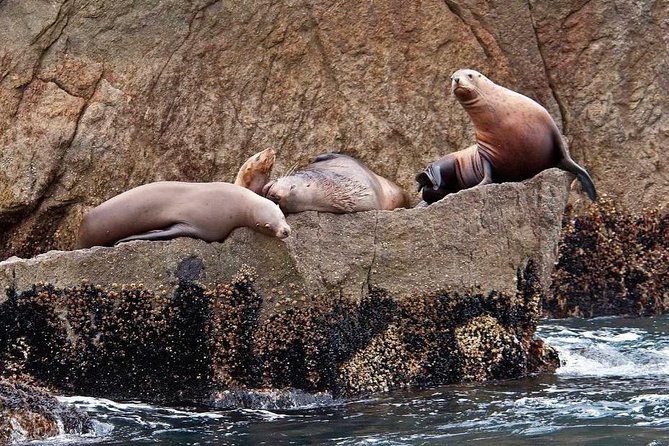 Northwestern Fjord Sightseeing Cruise From Seward - Traveler Reviews