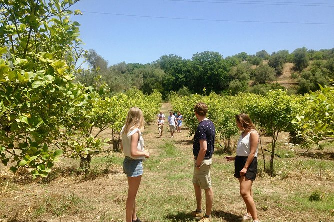 Noto Organic Farm Tour and Lunch or Dinner  - Sicily - Confirmation and Accessibility Information