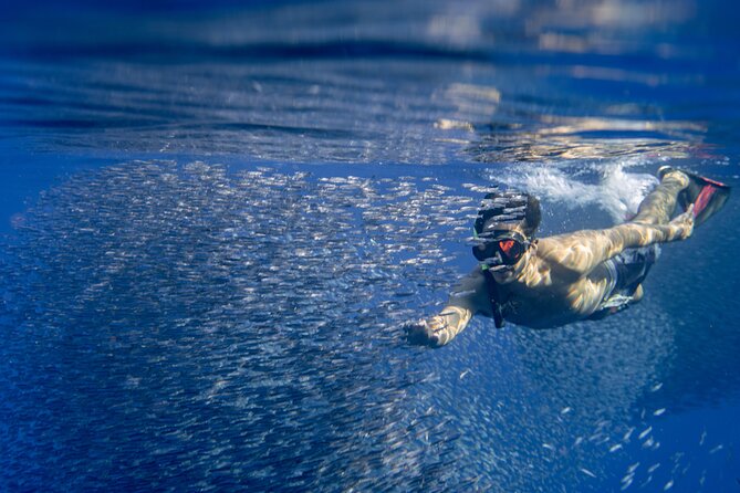 Oahu: 3 Hour Dolphin Swim and Snorkeling Speedboat Tour - The Sum Up