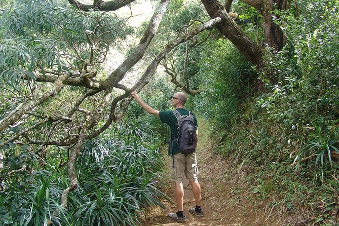 Oahu Volcanic Rainforest Hiking Adventure - The Sum Up