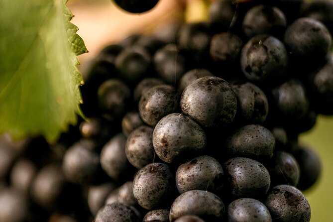 Oastbrook English Wine Tour  - South East England - Authentic Reviews and Overall Rating