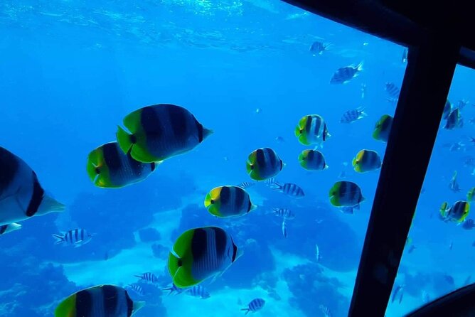 Observation of Marine Flora and Fauna in Bora Bora - Other Activities and Attractions in Bora Bora