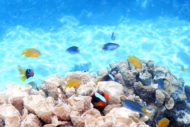 Ocean Spirit Sail to Michaelmas Cay Snorkel or Dive, From Cairns - Overall Recommendation