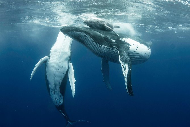 Ocean Wildlife Expedition; Swim With Whales, Sharks, & Rays Half-Day Boat Tour - Additional Information and Resources