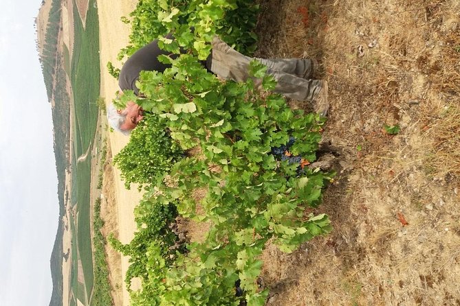 Olive Oil and Navarre Winery Visit With Tastings and Lunch in Small Group Tour - Gourmet Lunch