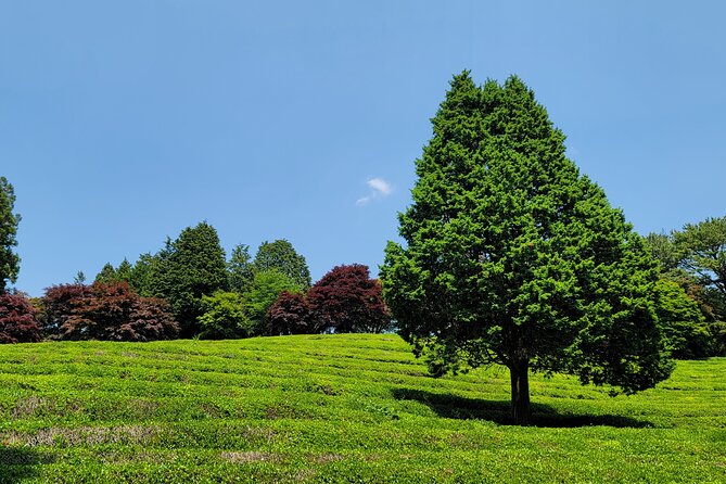 One Day Tour in Boseong Tea Plantation & Suncheon National Garden - Booking and Pricing Details