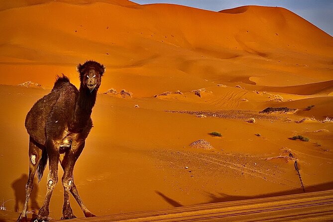 Overnight Stay in Desert Camp & Camel Trekking - Directions