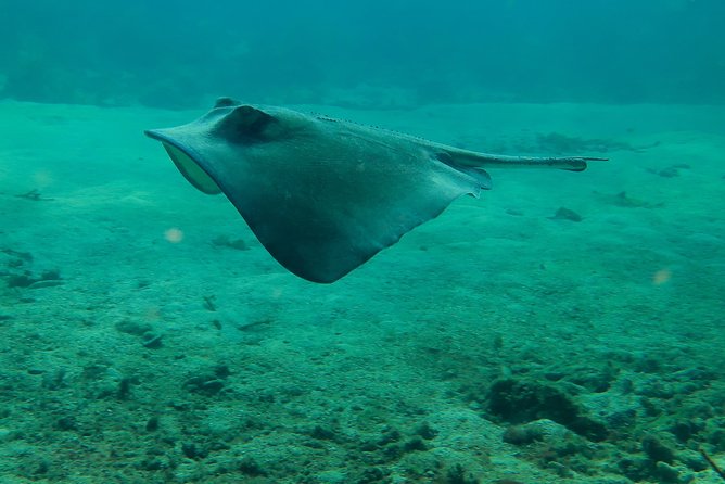 PADI Discover Scuba Diving - Company Reputation