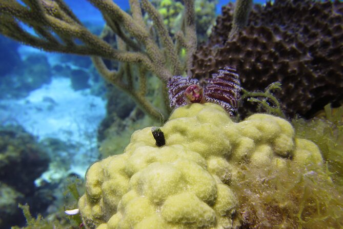 PADI Discover Scuba Diving Program in the Riviera Maya - Common Questions