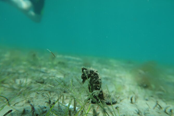 Palm Beach Private Snorkeling Lessons and Tour  - West Palm Beach - Inclusions: Wetsuits, Expert Instruction, Snacks, and Souvenirs