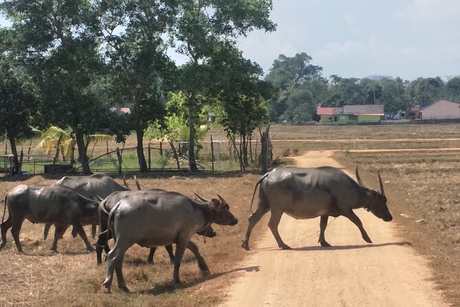 Patong Small-Group Yao Island Cycling Tour  - Southern Thailand and Andaman Coast - Viator Information