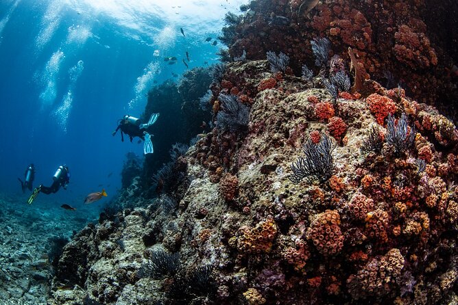 Personalized Fun Dive With 2 Tanks in Cabo San Lucas - Cancellation Policy and Refunds
