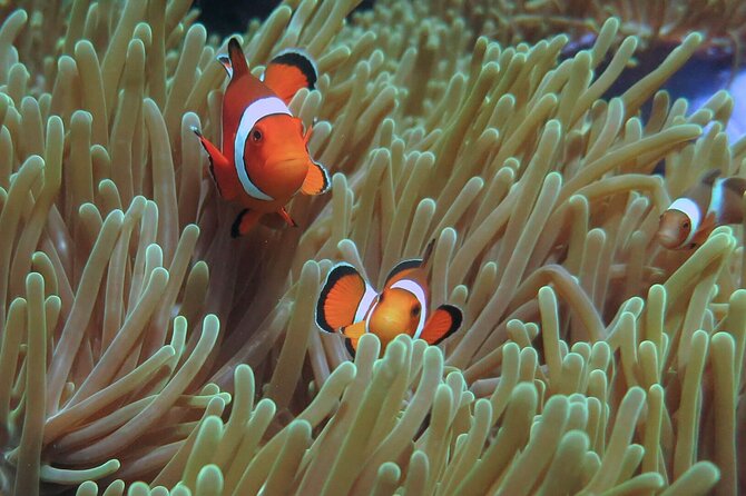 Phuket Scuba Diving and Snorkeling Offshore 2 Islands Full-Day by Speed Boat - Common Questions