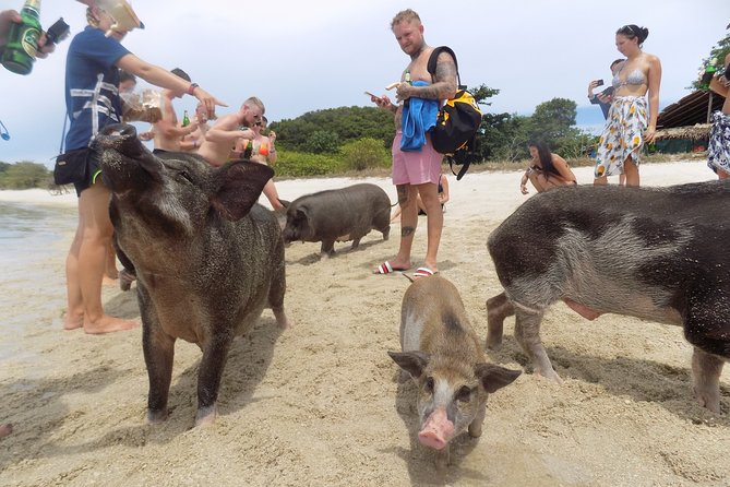 Pig Island Private Beach Full Day From Koh Samui - Thai Version of the Bahamas - Common Questions