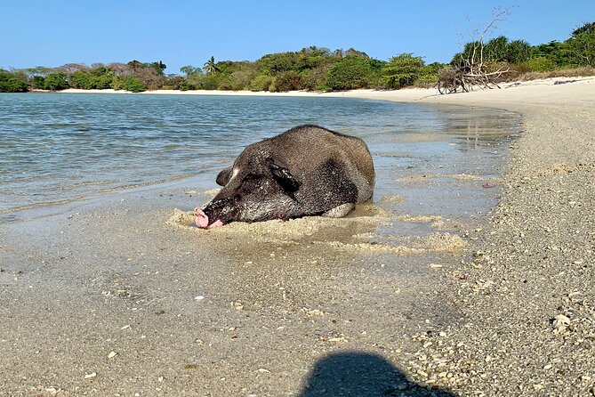 Pigs Island Exclusive Semi VIP - Common Questions