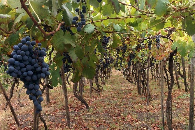 Pompeii & Vesuvius With Lunch & Wine Tasting From Amalfi Coast - Directions