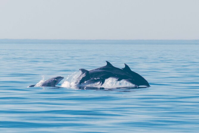 Portimão: World of Dolphins and Seabirds - Biologist on Board - An Unforgettable Wildlife Experience