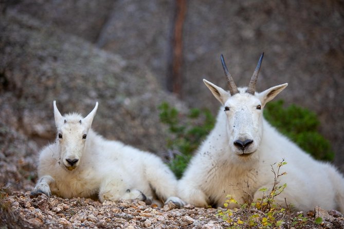 Premiere Private Black Hills Tour: Mt Rushmore, Crazy Horse & Custer State Park - Fabulous Tour Experience