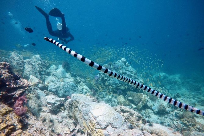 Premium Guided Scuba Diving Day Trip for Certified Divers - Reviews and Ratings